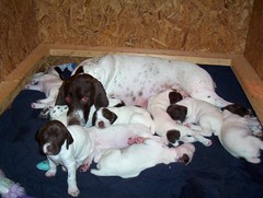 Mommy and her pups