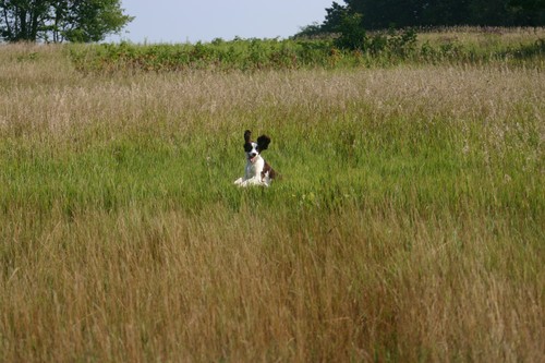 Brandywine Sue