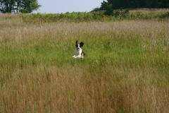 Brandywine Sue