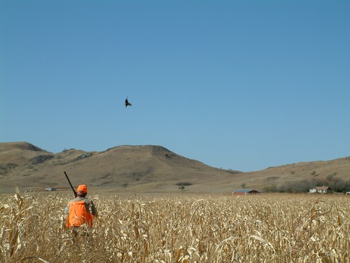 Rooster Flushing as a Hunter Waits
