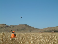 Rooster Flushing as a Hunter Waits