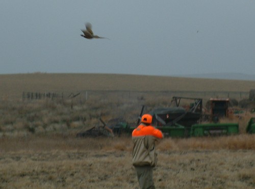 Don't Miss! Nice Bird...