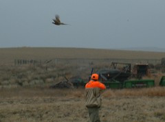 Don't Miss! Nice Bird...