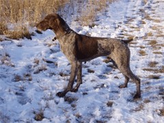 Ace, a German Shorthair Pointer