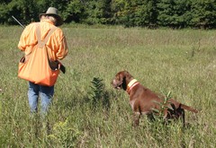 Ed Erickson With A Bracco Italiano