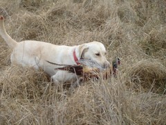 Macy Retrieving Pheasant