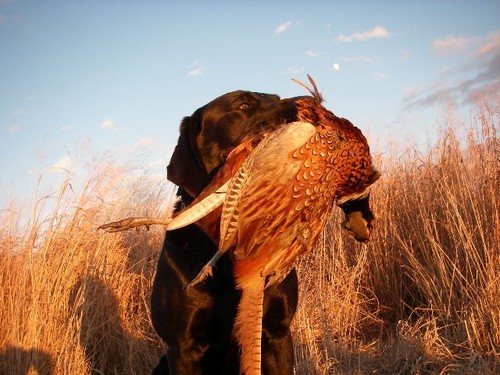 Buck with a South Dakota ringneck