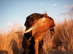Buck with a South Dakota ringneck