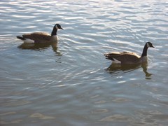 Canadians on capital lake Pierre SD