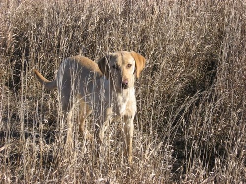 Pup In The Grass