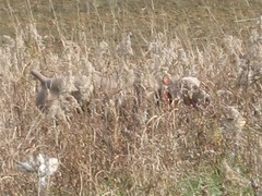 A Ghost in the grass