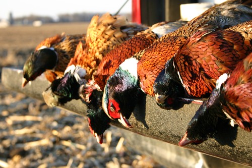 Southwest Minnesota Hunt