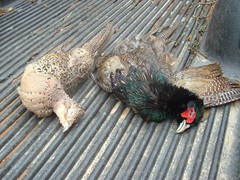 Ringless Connecticut Rooster
