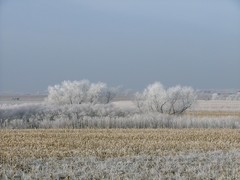 Boar Frost on Covered Trees