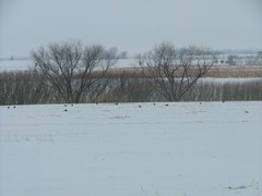 Pheasants Scratching The Snow