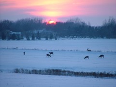 A Few Deer in Sioux Falls