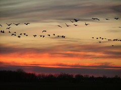 Late Season South Dakota Honkers