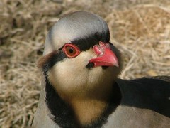 Got Chukar?