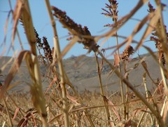 Pheasant Cane Hunting in Gregory, SD
