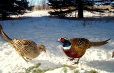 Hen and Rooster