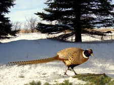 Rooster in Front Of Trail Cam