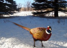 Pheasant In Snow