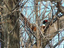 Pheasant In Tree