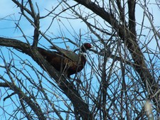 Pheasant Perched In Tree