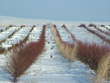 Pheasants In Treebelt