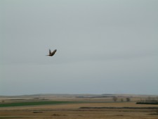 Rooster Flying