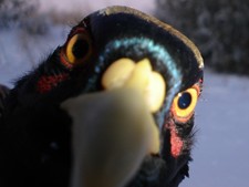 Rooster Staring At Trail Cam