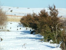 Shelterbelt Full of Pheasants